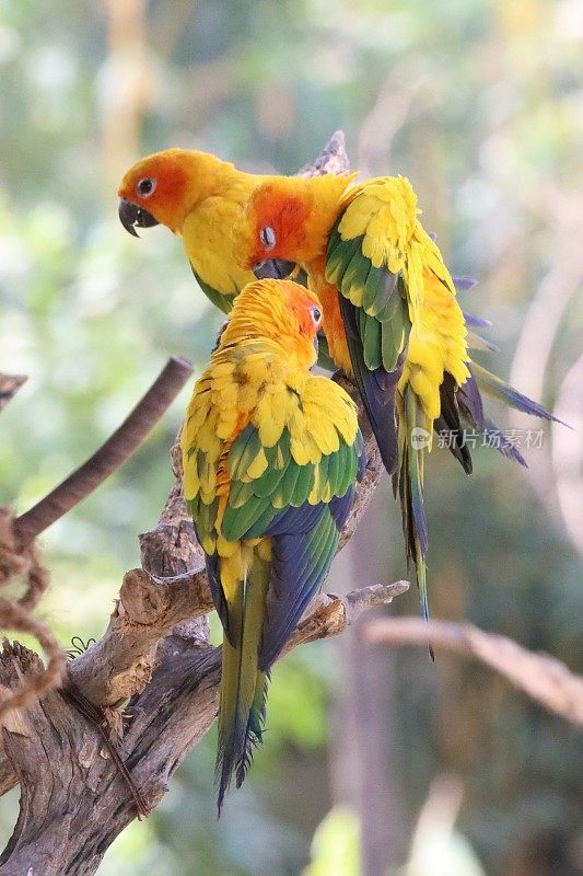 三个太阳conure (Aratinga solstitialis)的特写图像，鹦鹉栖息在树枝上睡觉在阳光下，重点在前景